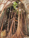 Del Viento Cave - ISABELA